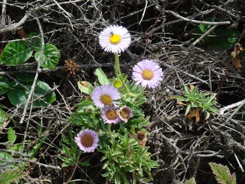 Erigeron glaucus