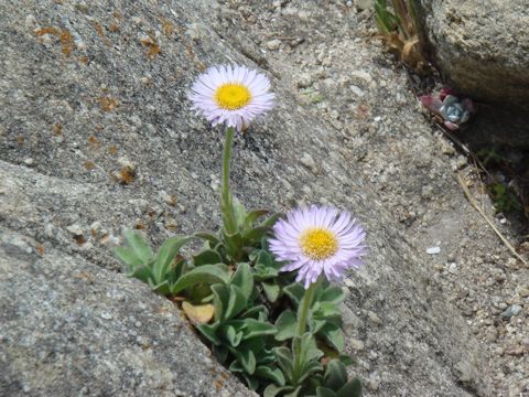 Erigeron glaucus