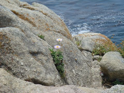 Erigeron glaucus