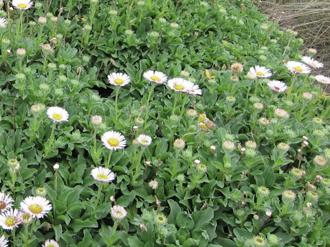 Erigeron glaucus