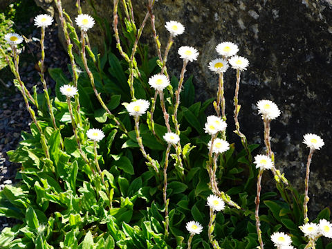 Erigeron glaucus