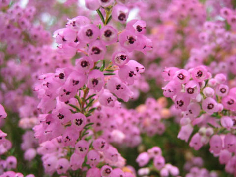 Erica gracilis