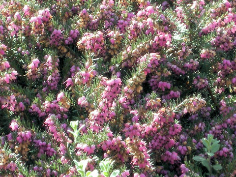 Erica gracilis