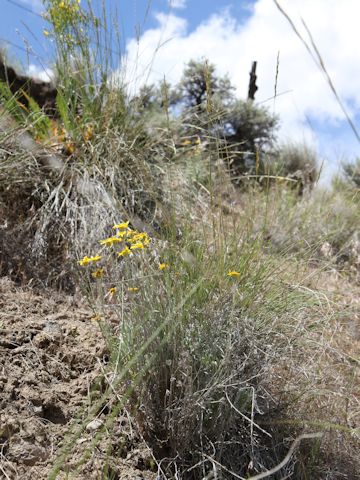 Eriophyllum lanatum