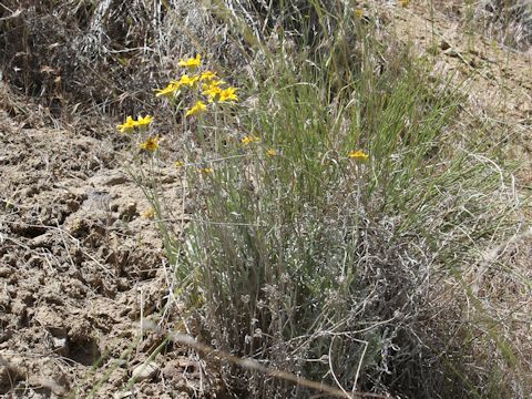 Eriophyllum lanatum