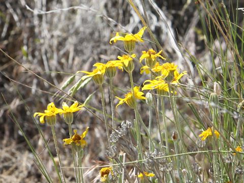 Eriophyllum lanatum