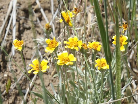 Eriophyllum lanatum