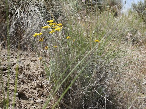 Eriophyllum lanatum