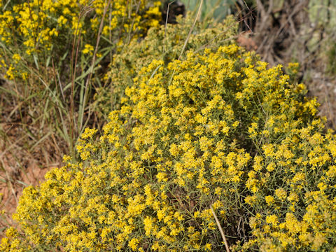 Ericameria laricifolia