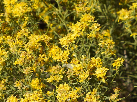 Ericameria laricifolia