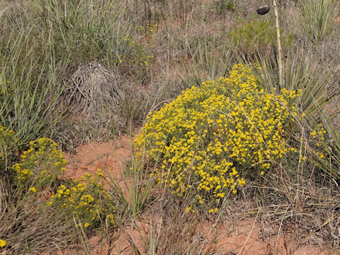 Ericameria laricifolia