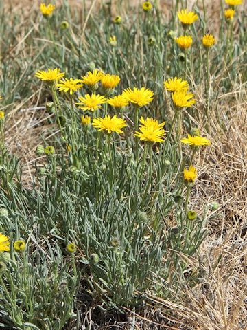 Erigeron linearis