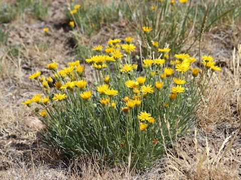 Erigeron linearis