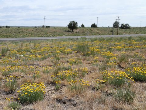 Erigeron linearis