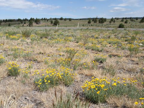 Erigeron linearis