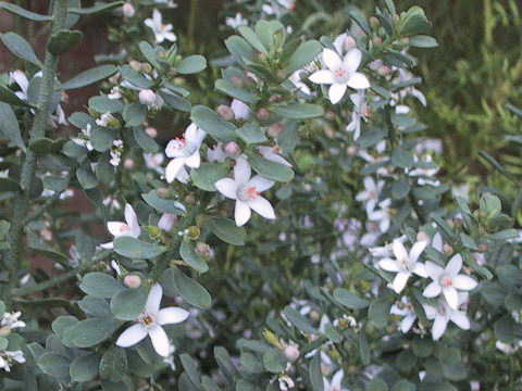 Eriostemon myoporoides