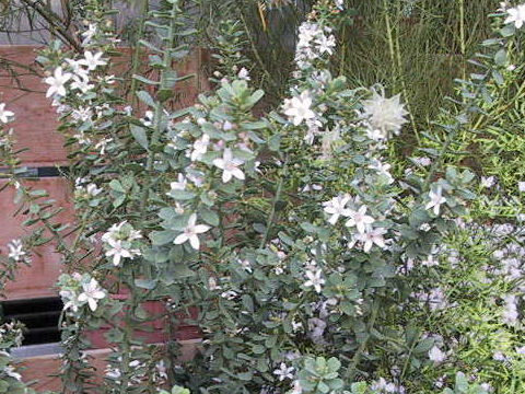 Eriostemon myoporoides