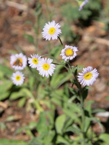 Erigeron peregrinus