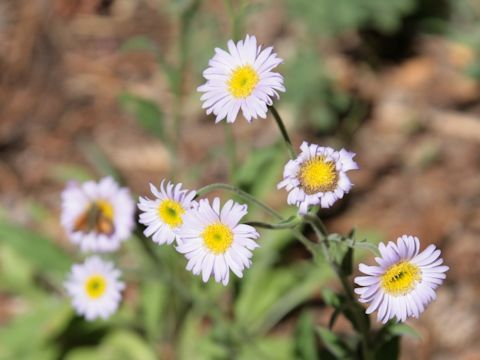 Erigeron peregrinus