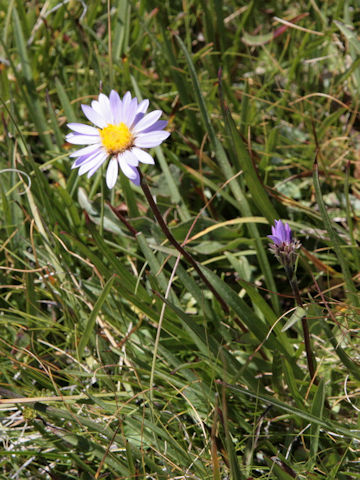 Erigeron peregrinus