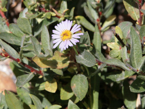 Erigeron peregrinus