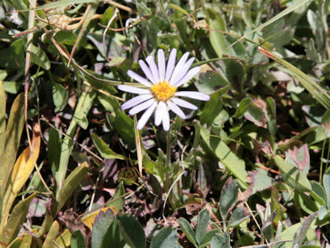 Erigeron peregrinus