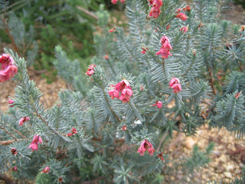 Erica pulchella