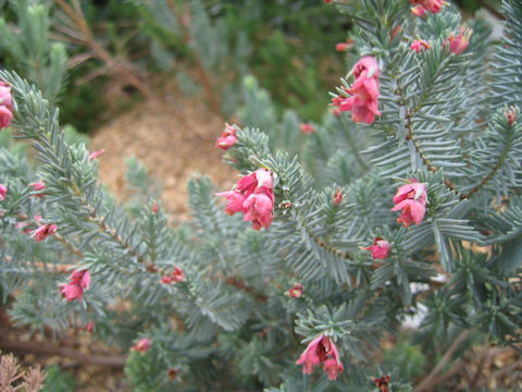 Erica pulchella