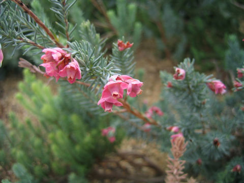 Erica pulchella