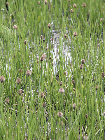 Eriophorum scheuchzeri