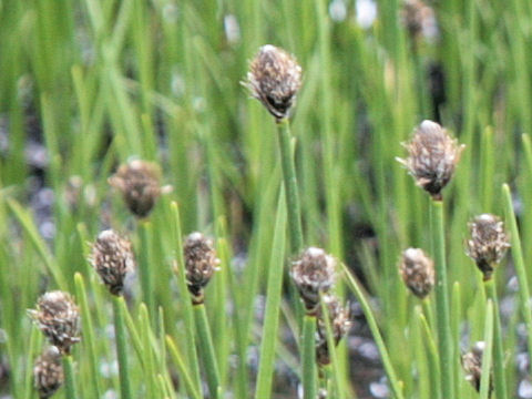 Eriophorum scheuchzeri