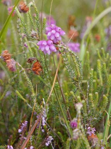 Erica tetralix