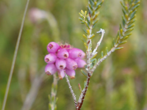 Erica tetralix