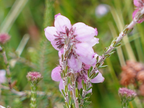 Erica tetralix