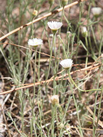 Erigeron tracyi