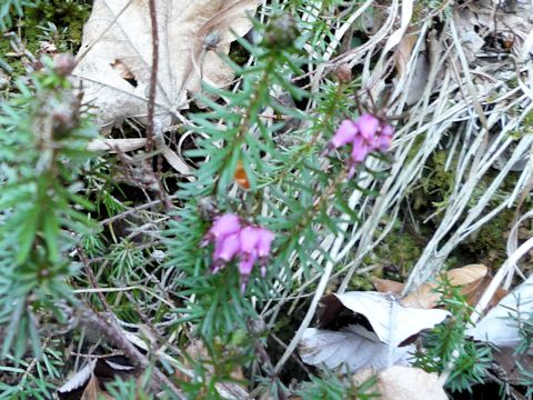 Erica vagans