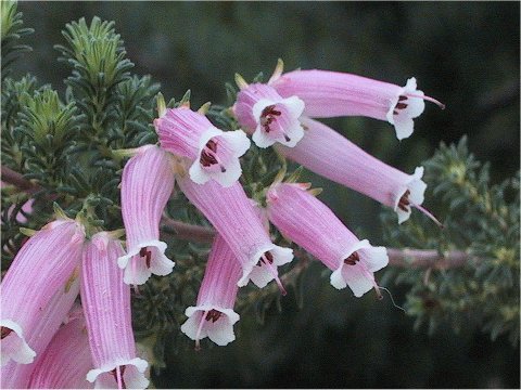 Erica versicolor