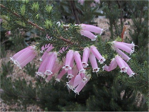 Erica versicolor