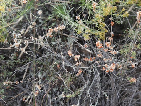 Eriogonum wrightii