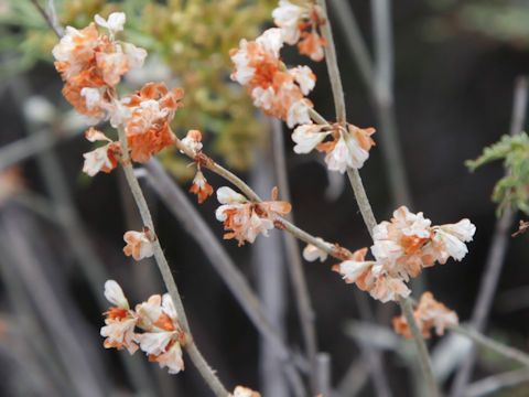 Eriogonum wrightii