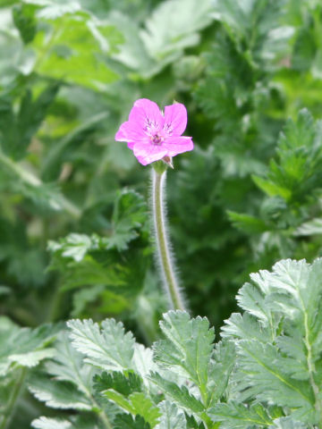 Erodium manescavi