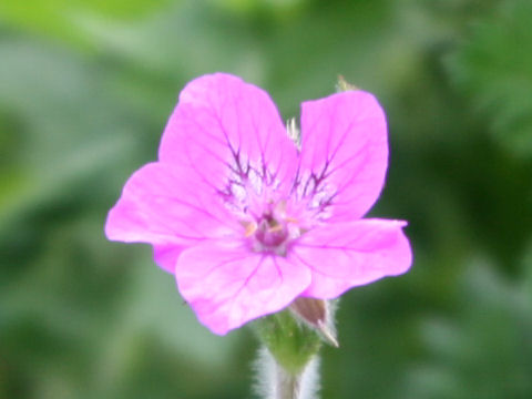 Erodium manescavi