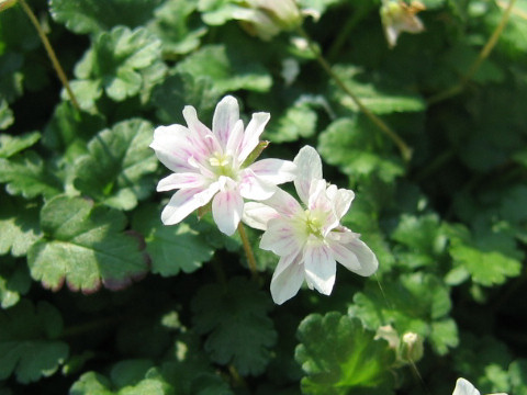 Erodium reichardii cv. Roseum Plenum