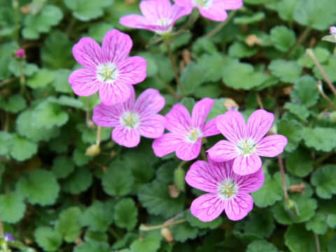 Erodium x variabile