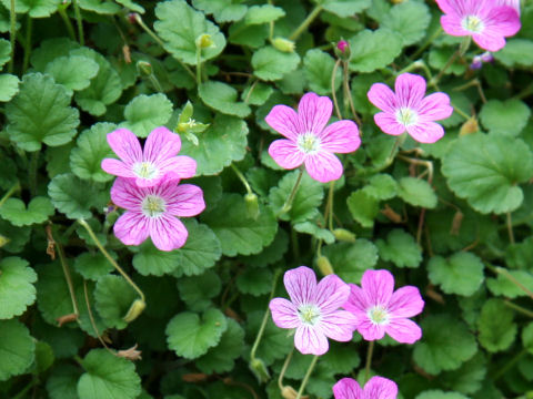 Erodium x variabile