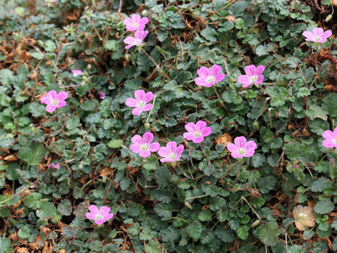 Erodium x variabile