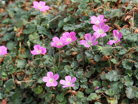 Erodium x variabile