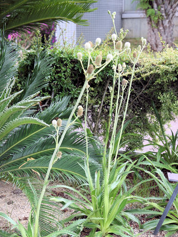 Eryngium agavifolium