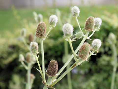 Eryngium agavifolium