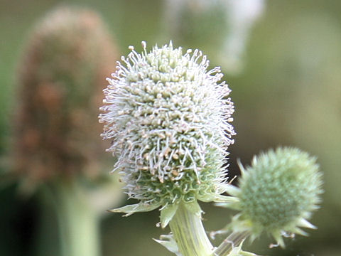 Eryngium agavifolium